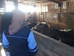 Dari Limbah Jadi Energi! KKN UIN Walisongo Observasi Pengolahan Biogas di Desa Samirono