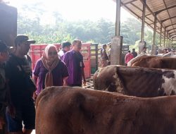 Anomali Cuaca Picu Kembali Munculnya Kasus PMK dan LSD
