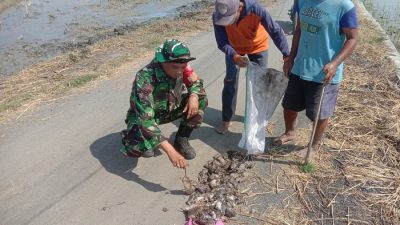 Sawah Diserbu Tikus, Dispertan Pemalang Siapkan Predator Alami Burung Hantu untuk Serangan Balik