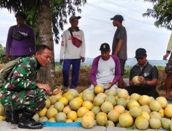 Turun Langsung ke Sawah, Babinsa Demak Ikut Panen Melon Bersama Petani Binaan