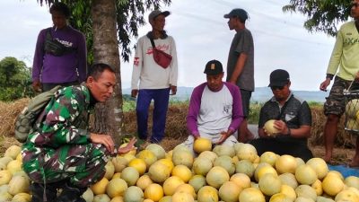 Turun Langsung ke Sawah, Babinsa Demak Ikut Panen Melon Bersama Petani Binaan