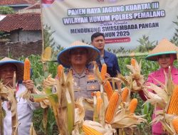 Panen Raya Randudongkal Hasilkan 4 Ton Jagung per Hektare