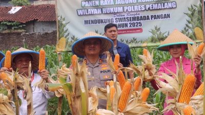 Panen Raya Randudongkal Hasilkan 4 Ton Jagung per Hektare