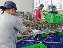 Petambak di Pesisir Purworejo Keluhkan Anjloknya Harga Udang, Ini Penyebabnya