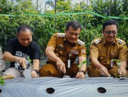 Antisipasi Kelangkaan Cabai, Inilah Upaya Pemprov Jateng dalam Membantu Petani