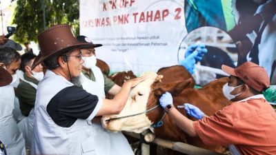 Jawa Tengah Targetkan Vaksinasi PMK pada Sejuta Ternak untuk Pulihkan Produksi Daging