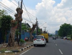 Warga Semarang Mengeluh Pohon Peneduh Jalan Dipangkas Sembarangan, Ini Jawaban Pihak Terkait