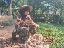 Petani Kakao di Lereng Muria Menjerit, Harga Anjlok dari Rp 100 Ribu Kini Jadi Rp 40 Ribu