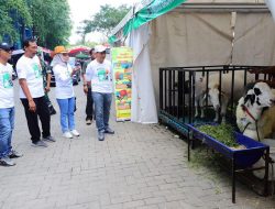 Bupati Kudus Tingkatkan Kualitas Ternak Lokal Lewat Kontes Embek 2025