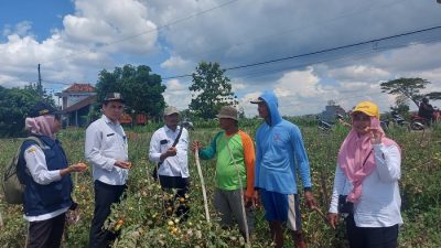Harga Anjlok, Pemkab Rembang Borong Tomat dengan Harga Layak