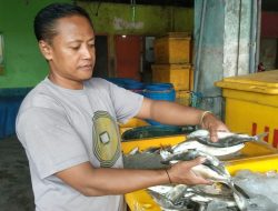 Harga Ikan Bandeng di Pati Melonjak, Tembus Rp 26 Ribu per Kilo!