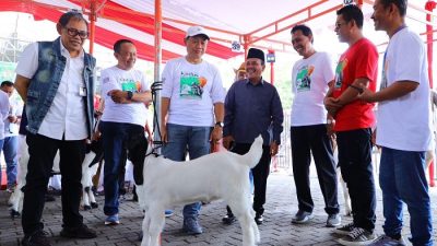 Ratusan Kambing dan Domba Adu Kualitas di Kontes Embek