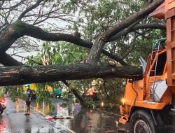 Pohon Tumbang Timpa Truk di Jalan Kudus-Pati, Macet Panjang Tak Terhindarkan