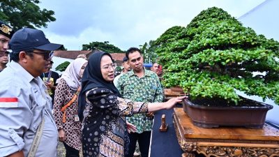 Tembus 1.300 Karya! Pameran Bonsai Banjarnegara Diserbu Peserta dari Bali hingga Sulawesi