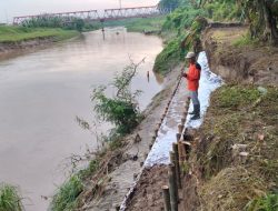Tanggul Kali Bodri Nyaris Jebol, Warga Siaga Bencana
