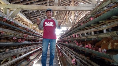 Harga Pakan Mahal Mencekik, Peternak Kendal Sambut Program Kementan Rp20 Triliun dengan Optimisme