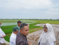 Jelang Farm Field Day 2025, Pemkab Jepara dan BRIN Matangkan Lahan Padi “Tahan Air Asin” di Suwawal
