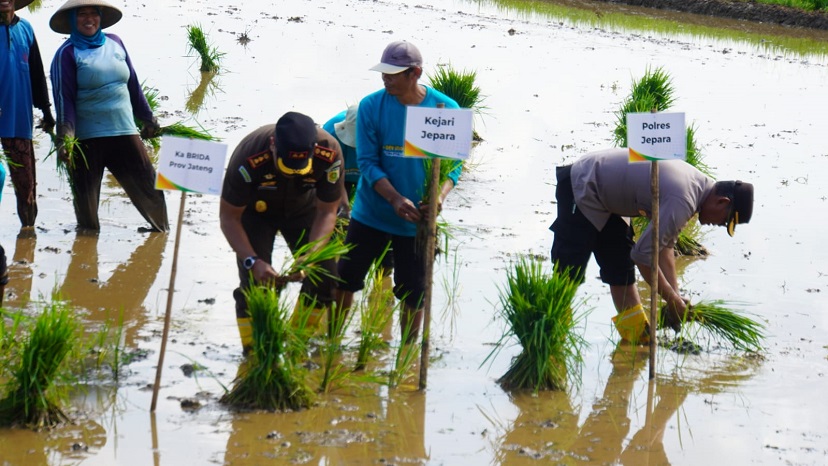 Pemkab Jepara bersama BRIN saat menanam padi Biosalin di sawah pesisir di Desa Suwawal Kecamatan Mlonggo, Selasa (21/12).