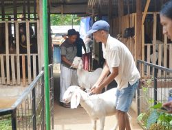 Siapkan Sentra Ternak, Bupati Jepara Bagikan 110 Kambing Boer Bunting untuk Warga Batealit