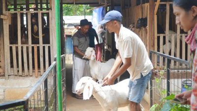 Ratusan kambing Boer jenis unggul yang siap dibagikan kepada peternak dan warga kurang mampu di Jepara.