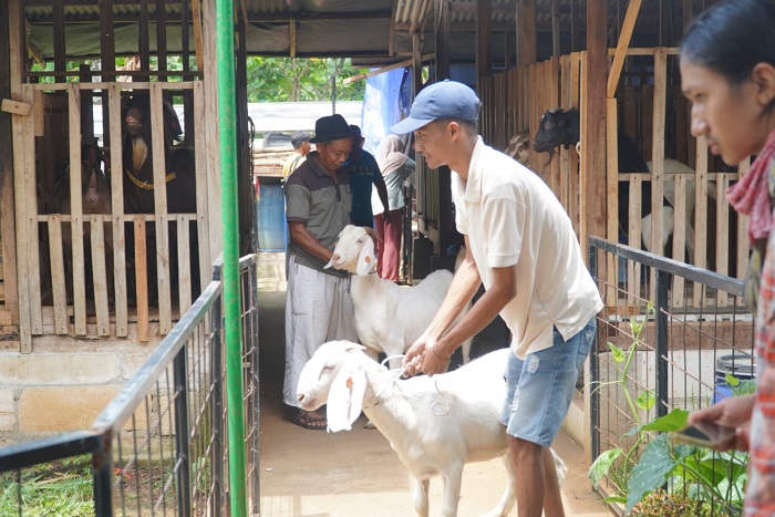 Ratusan kambing Boer jenis unggul yang siap dibagikan kepada peternak dan warga kurang mampu di Jepara.