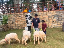 Pijar Park Kudus Buka Wahana Taman Domba Merino, Destinasi Baru Libur Sekolah