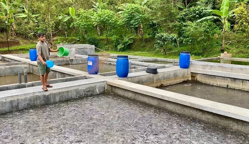 Iqbal Santosa pembudidaya lele sukses asal Banjarnegara saat mengecek kondisi kolam ikan miliknya di Desa Gentansari