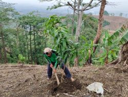 ‎‎Kawasan Patiayam Menghijau Lagi, Upaya Desa Terban Bangkitkan Hutan Buah
