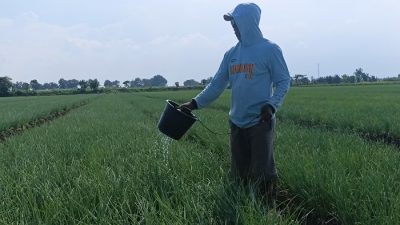 Harga Bawang Merah Pati Anjlok ke Rp 20 Ribu, Petani Cemas Isu Impor Ilegal