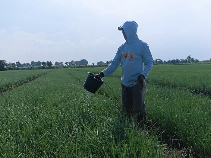 Petani di Kabupaten Pati sedang merawat bawang merah di sawah