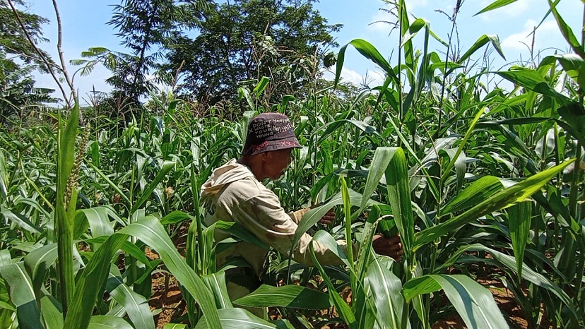 Kondisi tanaman jagung yang rusak parah akibat serangan hama tikus di lahan pertanian Desa Wukirsari, Pati.