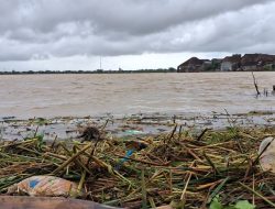 Baru Dipupuk Langsung Lenyap, Kisah Pilu Petani Jepara Diterjang Banjir Awal Tahun