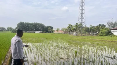 Dongkrak Ekonomi Desa! BUMDes Mega Mulia Megawon Garap Penggemukan Sapi hingga Kelola Pasar Djarum