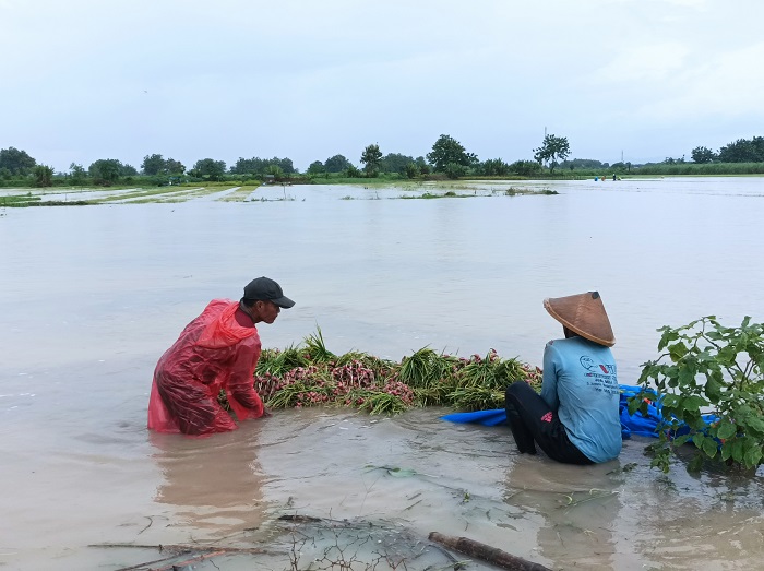 Petani di Pati mengevakuasi panen bawang merah menggunakan terpal di tengah banjir.