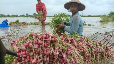 Banjir Pati Rendam 15 Hektare, Petani Bawang Merah Panen Dini