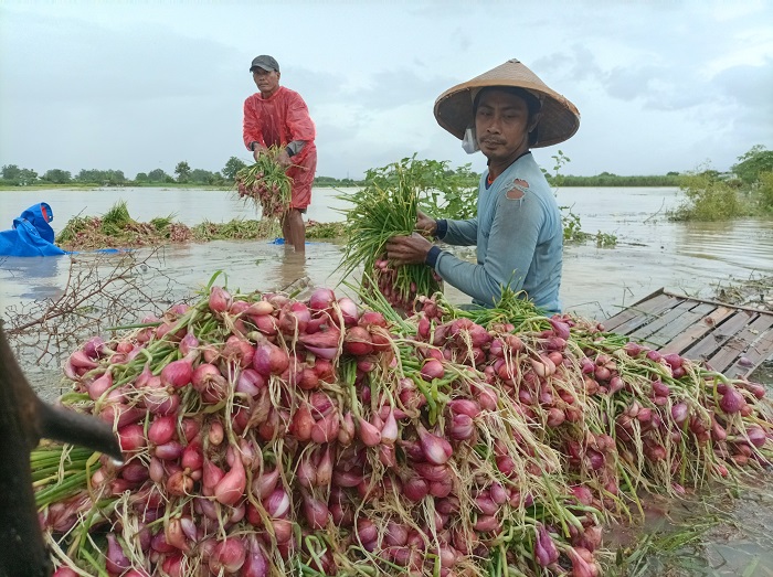Petani sedang memanen bawang merah yang terendam banjir