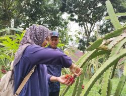Libur Nataru, Ribuan Wisatawan Padati Agrowisata Jollong Pati