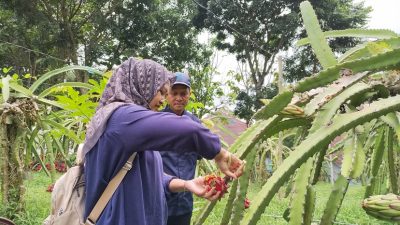 Wisatawan sedang memetik buah naga langsung dari pohonnya di Agrowisata Bukit Naga Jollong, Pati.