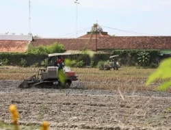Petani Kudus Lega! Ratusan Hektare Sawah Puso Akibat Banjir Mulai Proses Klaim Asuransi
