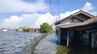 Siap Panen Malah Hanyut, Ratusan Hektare Tambak Nila di Pati Diterjang Banjir