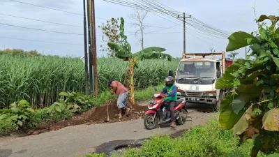 Bikin Pengendara Koma, Warga Protes Tanam Pohon Pisang di Jalan Rusak Wedarijaksa-Tlogowungu!