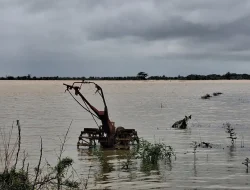 Banjir Jepara, 2.807 Hektare Sawah Dinyatakan Puso, Kalinyamatan Terparah