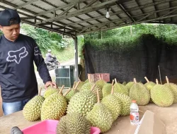 Langka dan Lumer di Mulut, Durian Tedjo Asal Banjarnegara Jadi Buruan Pecinta Durian