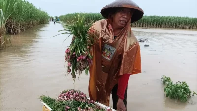 Petani di Desa Ngurenrejo Pati memanen bawang merah di tengah banjir menggunakan terpal.