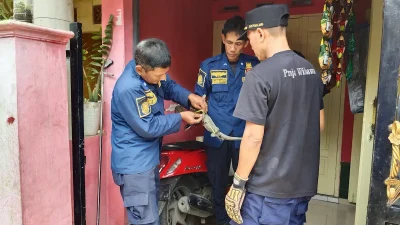 Petugas Damkar Pemalang memegang biawak anakan yang berhasil dievakuasi dari mesin kulkas warga Petarukan.