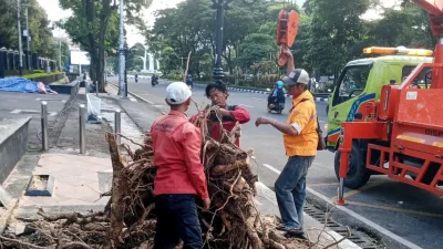 Angin Kencang Landa Semarang, Pemkot Respons Cepat Evakuasi 86 Titik Pohon Tumbang