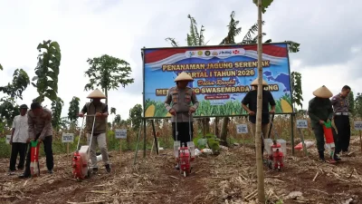 Sejumlah anggota kepolisian Polres Kendal bersama petani sedang menanam benih jagung di lahan pertanian Desa Kedungsuren.