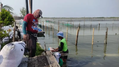 Tambak Tak Produktif di Kendal Disulap Jadi Lahan Rumput Laut