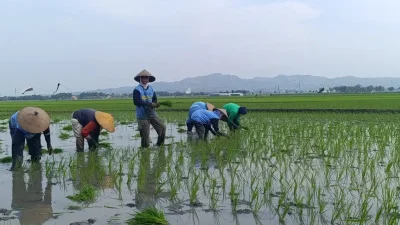 Seorang petani mengenakan caping sedang menunduk menanam bibit padi di area persawahan yang berlumpur.