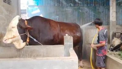 Sapi Jumbo 1,1 Ton Asal Kendal Dibeli Presiden Prabowo Rp 122 Juta, Simak Perawatannya